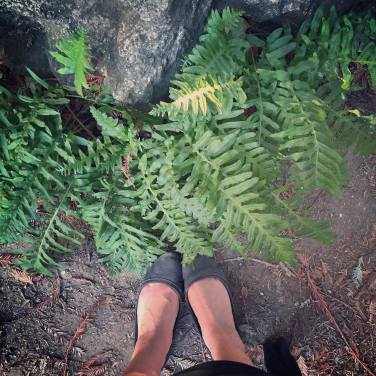 feet ferns