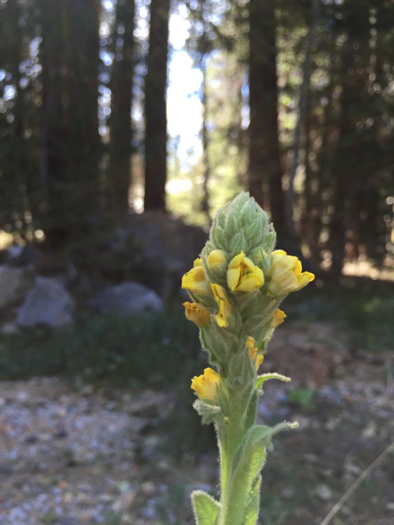 mullein3
