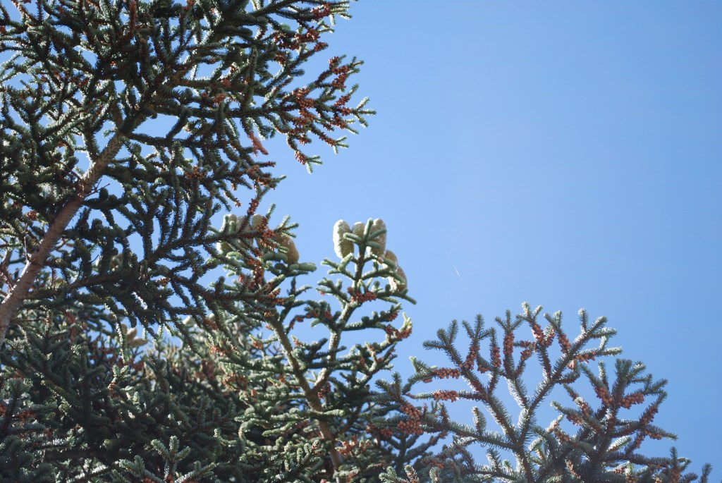 spruce cones