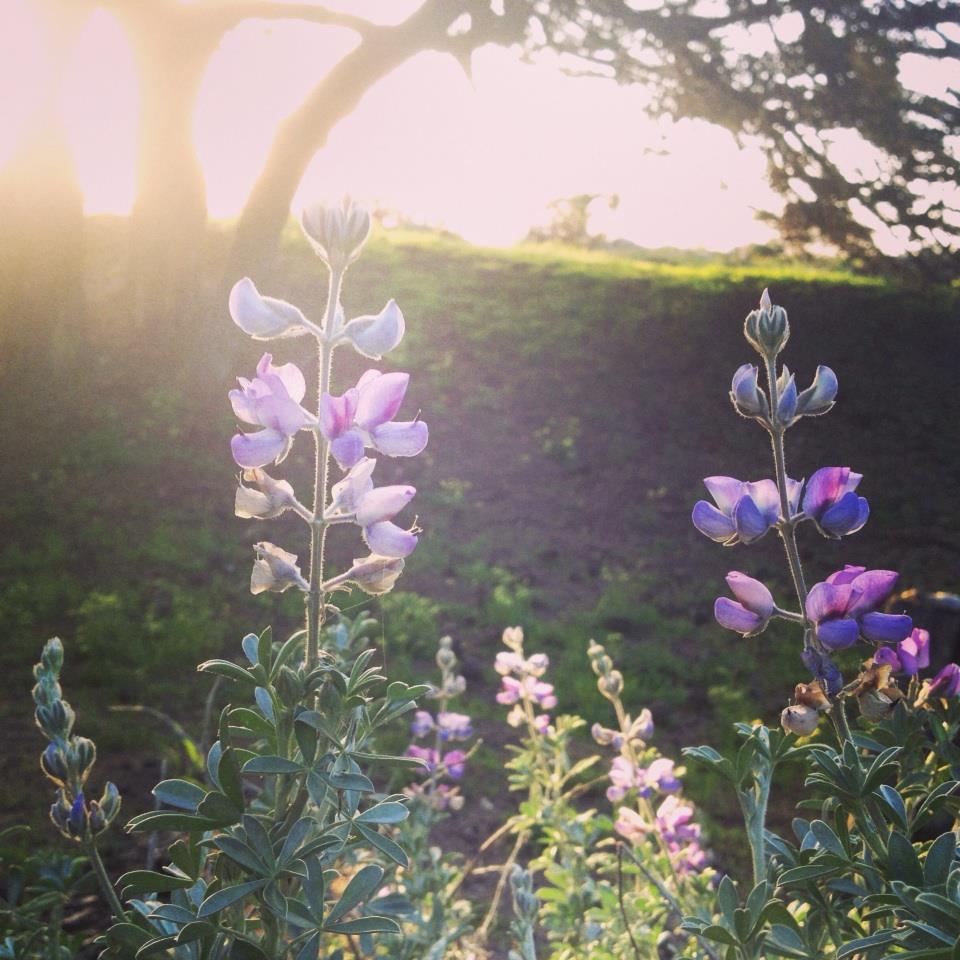 Silver Lupin ~ Lupin albifrons